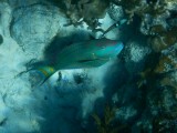 2015¸GBarrett_DSCN1559_Stoplight Parrotfish.JPG