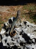 2015GBarrett_DSCN1602_Northern curlytail lizard.JPG