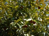 2015¸GBarrett_DSCN1631_Black Ebony Tree.JPG
