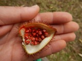 2015¸GBarrett_DSCN1918_Lipstick Plant fruit.JPG