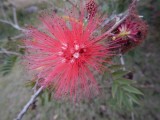 2015¸GBarrett_DSCN1930_Powder Puff plant.JPG