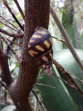 2015¸GBarrett_DSCN2069_tree snail_Liguus fasciatus.JPG