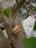 2015¸GBarrett_DSCN2076_tree snail.JPG