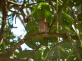2015¸GBarrett_DSCN11315_Cuban Pygmy Owl.JPG
