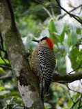 2015¸GBarrett_DSCN11365_West Indian Woodpecker.JPG