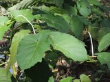 2016¸GBarrett__DSCN1180_Anise plant.JPG