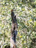 2016¸GBarrett__DSCN1183_West-Indian Woodpecker.JPG