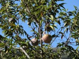 2016¸GBarrett__DSCN1198_Custard Apple.JPG