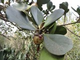 2016¸GBarrett__DSCN1325_Autograph Tree.JPG