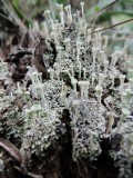 2016¸GBarrett__DSCN1332_lichen.JPG