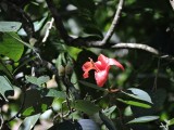 2016¸GBarrett__DSCN1006_Cuban Hibiscus_Blue Mahoe Tree.JPG
