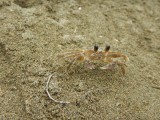 2016¸GBarrett__DSCN4296_ghost crab.JPG