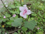 2016¸GBarrett__DSCN0604_mallow.JPG