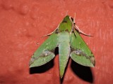 2016¸GBarrett__DSCN0704_sphinx moth.JPG