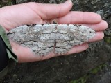 2016¸GBarrett__DSCN0729_Owl Moth_Thysania zenobia.JPG