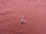 2016¸GBarrett__DSCN0736_plume moth.JPG