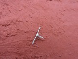 2016GBarrett__DSCN0736_plume moth.JPG