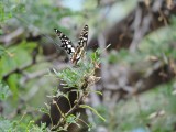 2016¸GBarrett__DSCN0759_butterfly.JPG