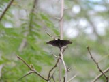 2016¸GBarrett__DSCN0760_skipper.JPG