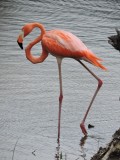 2016¸GBarrett__DSCN0788_Greater Flamingo.JPG