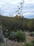 2016¸GBarrett__DSCN0802_Agave.JPG
