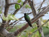 2016¸GBarrett__DSCN0820_Cuban Emerald.JPG