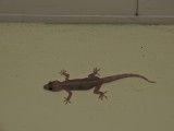 2016¸GBarrett__DSCN0826_Tropical House Gecko.JPG