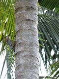 2016¸GBarrett__DSCN0353_West Indian Woodpecker.JPG
