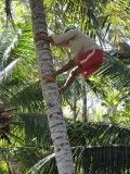 2016¸GBarrett__DSCN0369_harvesting coconuts.JPG