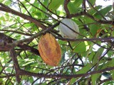 2016¸GBarrett__DSCN0410_Cacao Tree.JPG