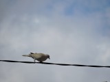 2016¸GBarrett__DSCN0076_Eurasian Collared Dove.JPG