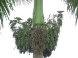 2016¸GBarrett__DSCN0134_Cuban Parrots in Royal Palm.JPG