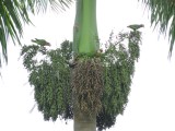 2016GBarrett__DSCN0134_Cuban Parrots in Royal Palm.JPG