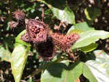 2016¸GBarrett__DSCN0322_Achiote Tree.JPG