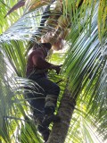 2016¸GBarrett__DSCN0333_harvesting coconuts.JPG