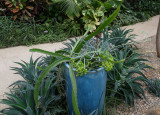 cactus and blue pot.jpg