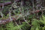 High Mountain Rain Forest