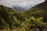 High Country Flowers
