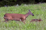 Mother And Fawn