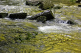 Laurel Creek Golden Reflections