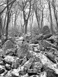 Mountain Woods: Virginia
