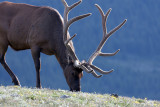A Bull Elk Grazing