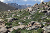 Above The Tree Line