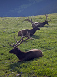 Three Elk Resting: RMNP