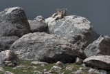 Bighorn Sheep Resting On Mt. Evans