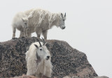 Mountain Goats And Fog On Mount Evans