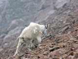 A Difficult Climb-Mt. Evans