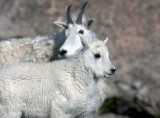 Keeping A Watchful Eye-Mt.Evans