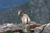 Big Horn Ewe Looking Behind-Mt.Evans