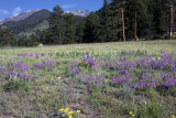 Wild Flowers Near West Horseshoe-RMNP